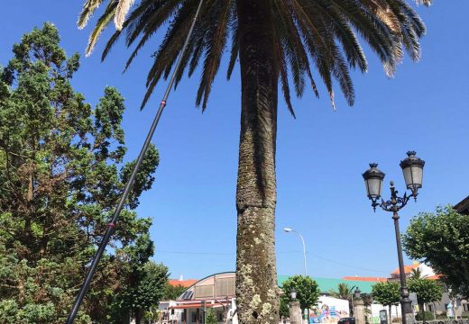 O Concello de Noia aplícalle ás palmeiras a segunda dose do tratamento anual contra o picudo vermello